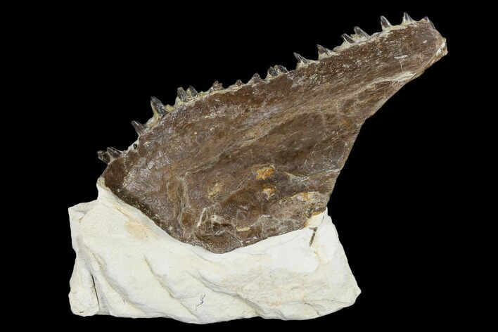 Fossil Fish (Ichthyodectes) Jaw Section - Kansas #114014